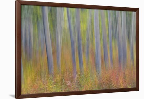 Canada, Yukon, Kluane National Park. Abstract motion blur of aspen trees.-Jaynes Gallery-Framed Photographic Print