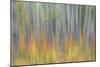 Canada, Yukon, Kluane National Park. Abstract of aspen trees.-Jaynes Gallery-Mounted Photographic Print