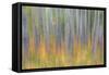 Canada, Yukon, Kluane National Park. Abstract of aspen trees.-Jaynes Gallery-Framed Stretched Canvas