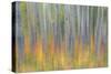 Canada, Yukon, Kluane National Park. Abstract of aspen trees.-Jaynes Gallery-Stretched Canvas