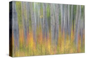 Canada, Yukon, Kluane National Park. Abstract of aspen trees.-Jaynes Gallery-Stretched Canvas