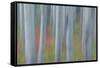 Canada, Yukon, Kluane National Park. Abstract of aspen trees.-Jaynes Gallery-Framed Stretched Canvas