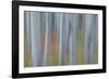 Canada, Yukon, Kluane National Park. Abstract of aspen trees.-Jaynes Gallery-Framed Photographic Print