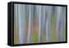 Canada, Yukon, Kluane National Park. Abstract of aspen trees.-Jaynes Gallery-Framed Stretched Canvas