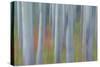 Canada, Yukon, Kluane National Park. Abstract of aspen trees.-Jaynes Gallery-Stretched Canvas