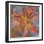 Canada, Yukon, Kluane National Park. Balsam poplar leaves.-Jaynes Gallery-Framed Photographic Print