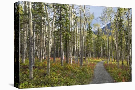 Canada, Yukon Territory, Kluane National Park. Trail through aspen forest.-Jaynes Gallery-Stretched Canvas