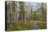 Canada, Yukon Territory, Kluane National Park. Trail through aspen forest.-Jaynes Gallery-Stretched Canvas