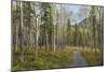 Canada, Yukon Territory, Kluane National Park. Trail through aspen forest.-Jaynes Gallery-Mounted Photographic Print