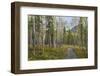 Canada, Yukon Territory, Kluane National Park. Trail through aspen forest.-Jaynes Gallery-Framed Photographic Print