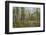 Canada, Yukon Territory, Kluane National Park. Trail through aspen forest.-Jaynes Gallery-Framed Photographic Print