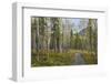 Canada, Yukon Territory, Kluane National Park. Trail through aspen forest.-Jaynes Gallery-Framed Photographic Print