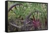 Canada, Yukon Territory. Old wagon wheels in grass.-Jaynes Gallery-Framed Stretched Canvas