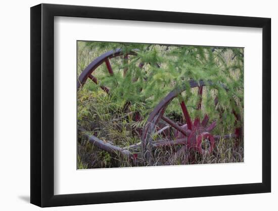 Canada, Yukon Territory. Old wagon wheels in grass.-Jaynes Gallery-Framed Photographic Print