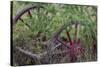 Canada, Yukon Territory. Old wagon wheels in grass.-Jaynes Gallery-Stretched Canvas