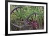 Canada, Yukon Territory. Old wagon wheels in grass.-Jaynes Gallery-Framed Photographic Print