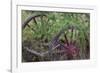 Canada, Yukon Territory. Old wagon wheels in grass.-Jaynes Gallery-Framed Photographic Print