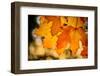 Canadian Autumn-Ursula Abresch-Framed Photographic Print