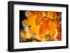 Canadian Autumn-Ursula Abresch-Framed Photographic Print