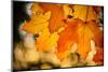 Canadian Autumn-Ursula Abresch-Mounted Photographic Print