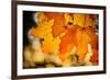 Canadian Autumn-Ursula Abresch-Framed Photographic Print