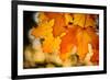 Canadian Autumn-Ursula Abresch-Framed Photographic Print