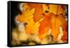 Canadian Autumn-Ursula Abresch-Framed Stretched Canvas