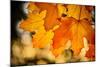 Canadian Autumn-Ursula Abresch-Mounted Photographic Print