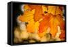 Canadian Autumn-Ursula Abresch-Framed Stretched Canvas