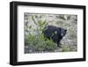 Canadian Black Bear as Seen from the Icefields Parkway-Howie Garber-Framed Photographic Print