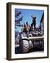 Canadian Crew of Sherman V "Clanky" Sits before the Battle South of Caen-null-Framed Photographic Print