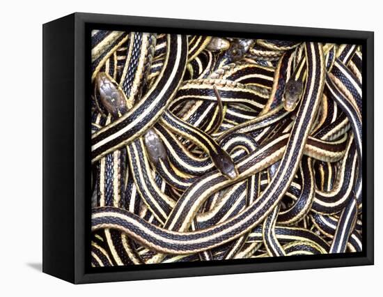 Canadian Garter Snake-David Northcott-Framed Stretched Canvas