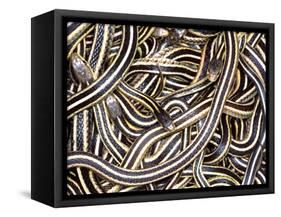 Canadian Garter Snake-David Northcott-Framed Stretched Canvas