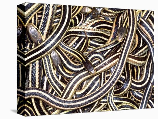 Canadian Garter Snake-David Northcott-Stretched Canvas