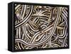 Canadian Garter Snake-David Northcott-Framed Stretched Canvas