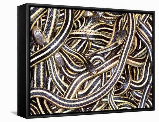 Canadian Garter Snake-David Northcott-Framed Stretched Canvas