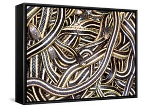 Canadian Garter Snake-David Northcott-Framed Stretched Canvas