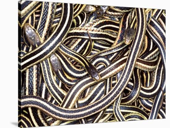 Canadian Garter Snake-David Northcott-Stretched Canvas