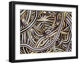 Canadian Garter Snake-David Northcott-Framed Premium Photographic Print