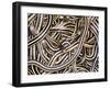 Canadian Garter Snake-David Northcott-Framed Premium Photographic Print