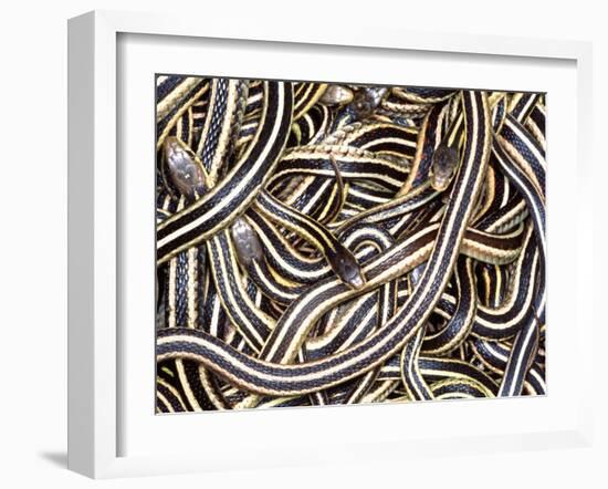 Canadian Garter Snake-David Northcott-Framed Premium Photographic Print