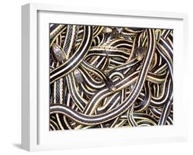 Canadian Garter Snake-David Northcott-Framed Premium Photographic Print