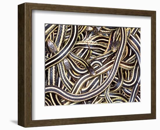 Canadian Garter Snake-David Northcott-Framed Photographic Print