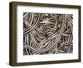 Canadian Garter Snake-David Northcott-Framed Photographic Print