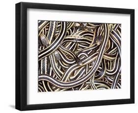 Canadian Garter Snake-David Northcott-Framed Photographic Print