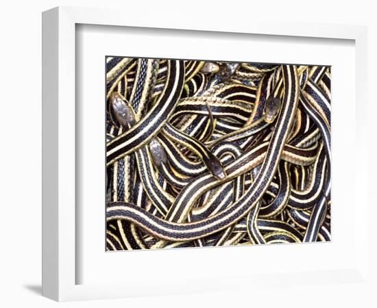 Canadian Garter Snake-David Northcott-Framed Photographic Print