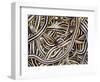 Canadian Garter Snake-David Northcott-Framed Photographic Print