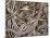 Canadian Garter Snake-David Northcott-Mounted Photographic Print