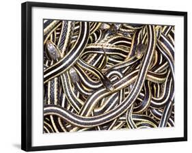 Canadian Garter Snake-David Northcott-Framed Photographic Print