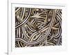 Canadian Garter Snake-David Northcott-Framed Photographic Print